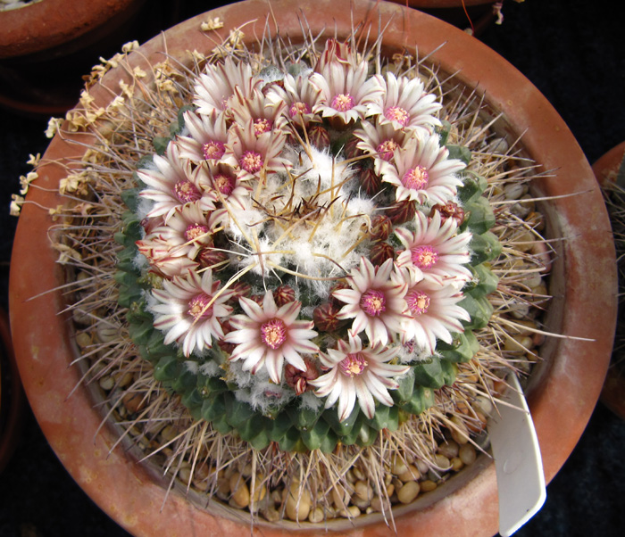 Mammillaria winterae